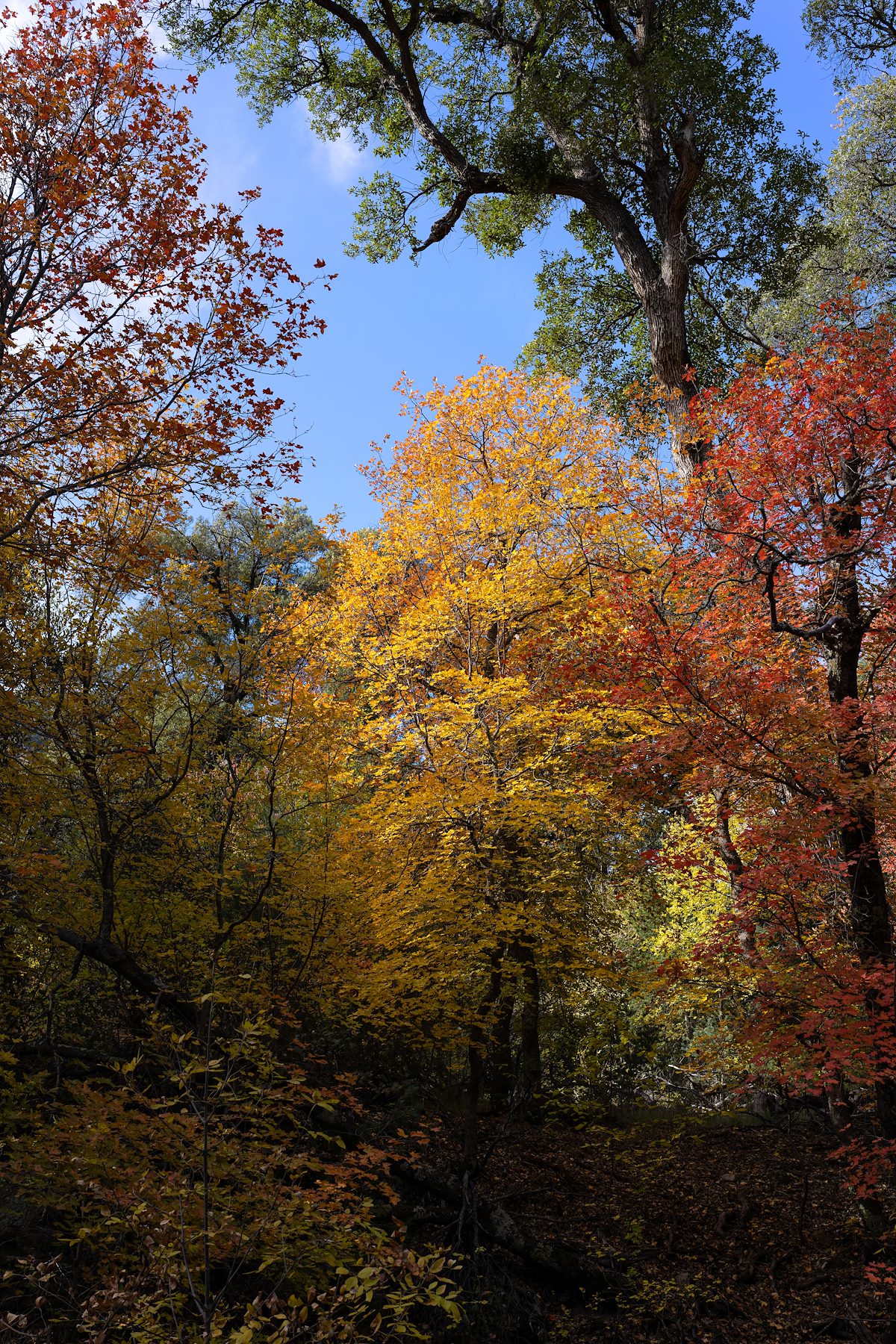 2022 November Fall Color in Ash Creek 01