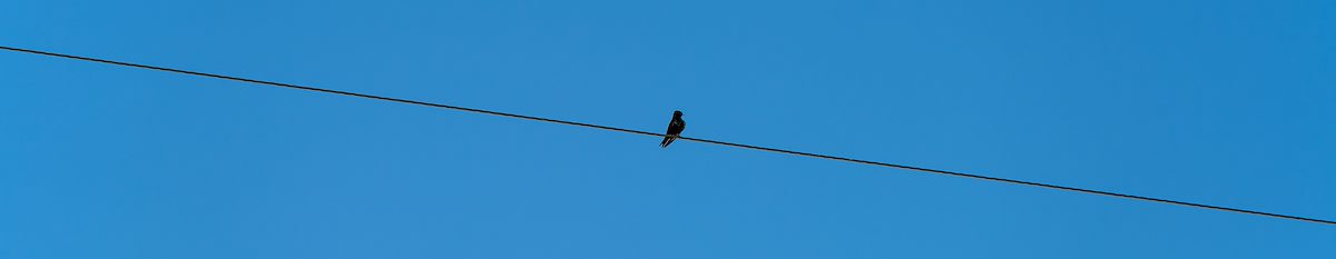 2023 June Bird on a Wire